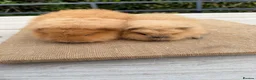 Guinea Pig rodents for sale: Pure bred Swiss baby boar guinea pigs  in Chester - Advert 3
