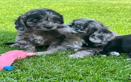 Cavapoo dogs for sale: Stunning Cavapoo puppies - Image 12