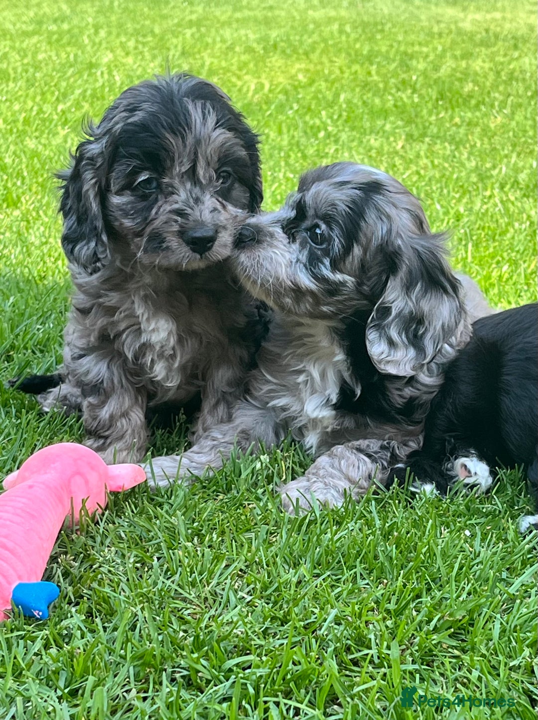 Cavapoo dogs for sale: Stunning Cavapoo puppies - Image 12