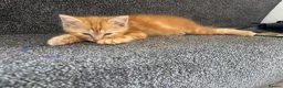 Mixed Breed cats for sale: Male ginger kitten - Advert 2