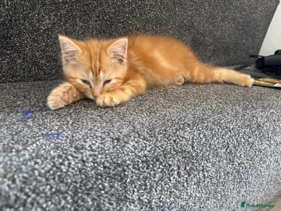 Mixed Breed cats for sale: Male ginger kitten - Advert 2