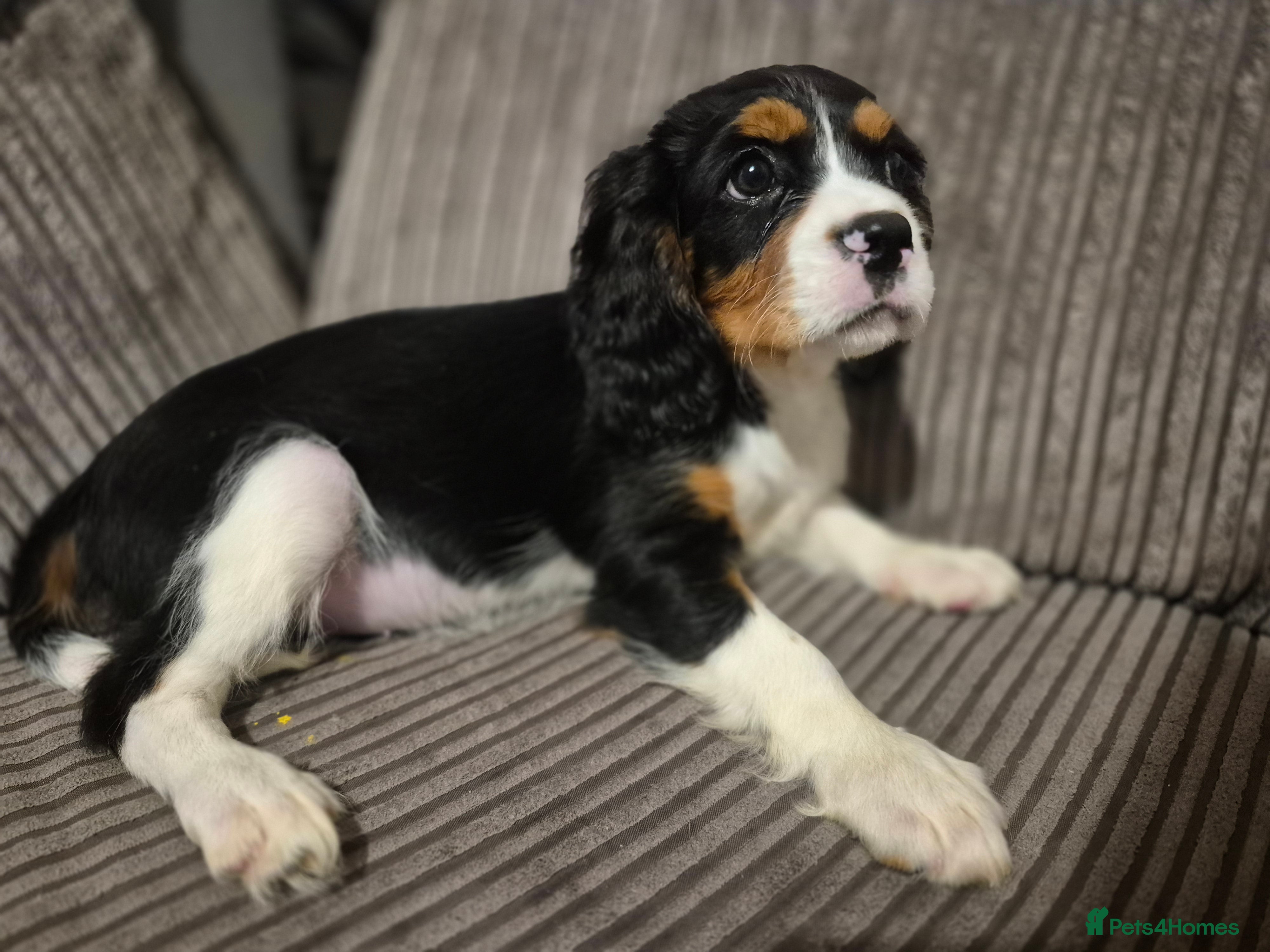 Cavalier King Charles Spaniel dogs Chocolate carriers kc  - Advert 10