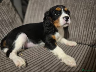 Cavalier King Charles Spaniel dogs Chocolate carriers kc - Advert 3