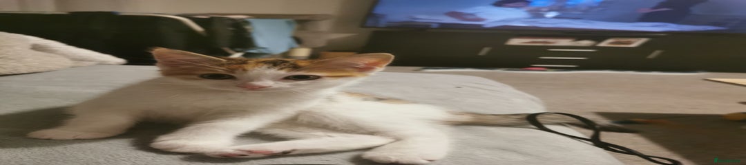 Peanut 