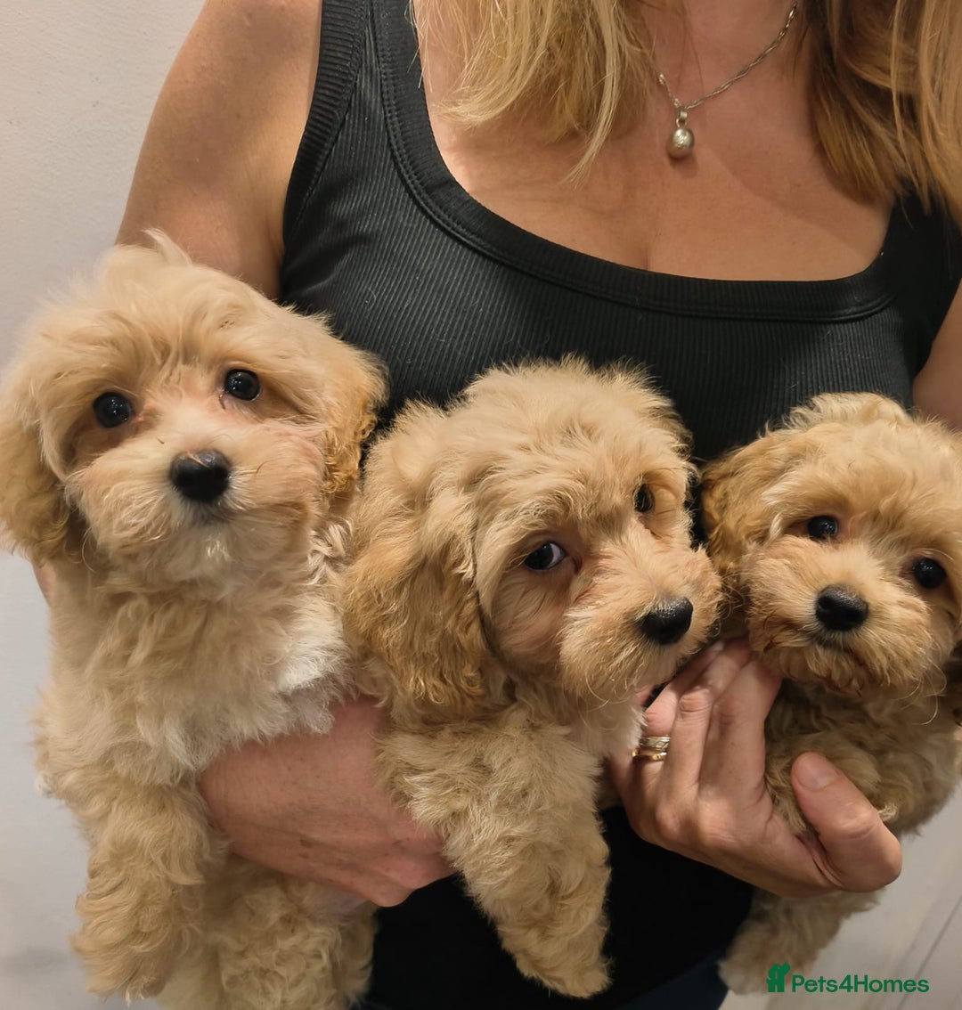 Maltipoo dogs for sale: Tiny maltipoo puppies - Image 12
