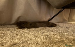 Mini Lop rabbits for sale: Mini Lop bunny - Advert 2