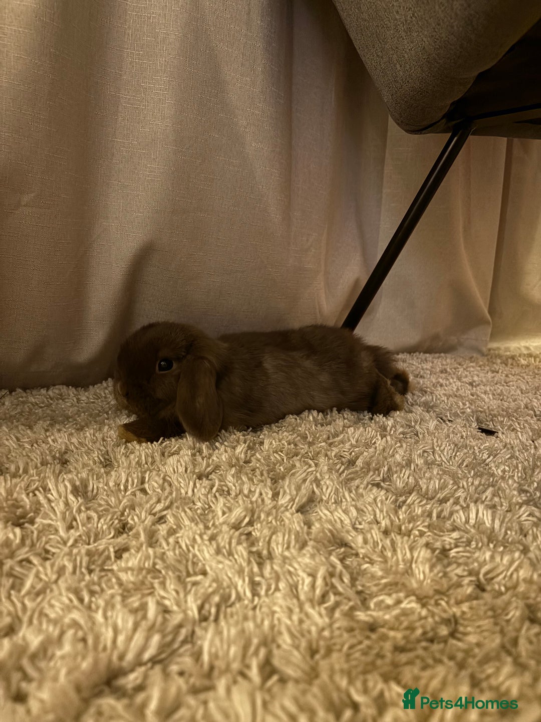 Mini Lop rabbits for sale: Mini Lop bunny - Advert 2