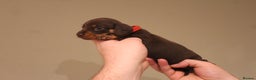 Miniature Dachshund dogs for sale: Miniature Dachshund Puppies  - Advert 7