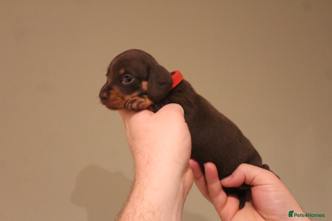Miniature Dachshund dogs for sale: Miniature Dachshund Puppies  - Advert 7