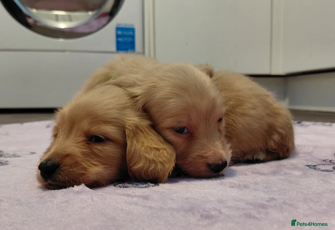 Miniature Dachshund dogs for sale: KC Reg. Longhaired Full Cream Mini Dachshunds 💛🐾 - Advert 31