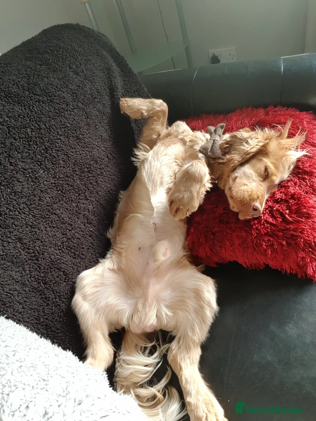 Cocker Spaniel dogs for stud: Proven Handsome Show Cocker Spaniel For Stud in Rochdale - Advert 13