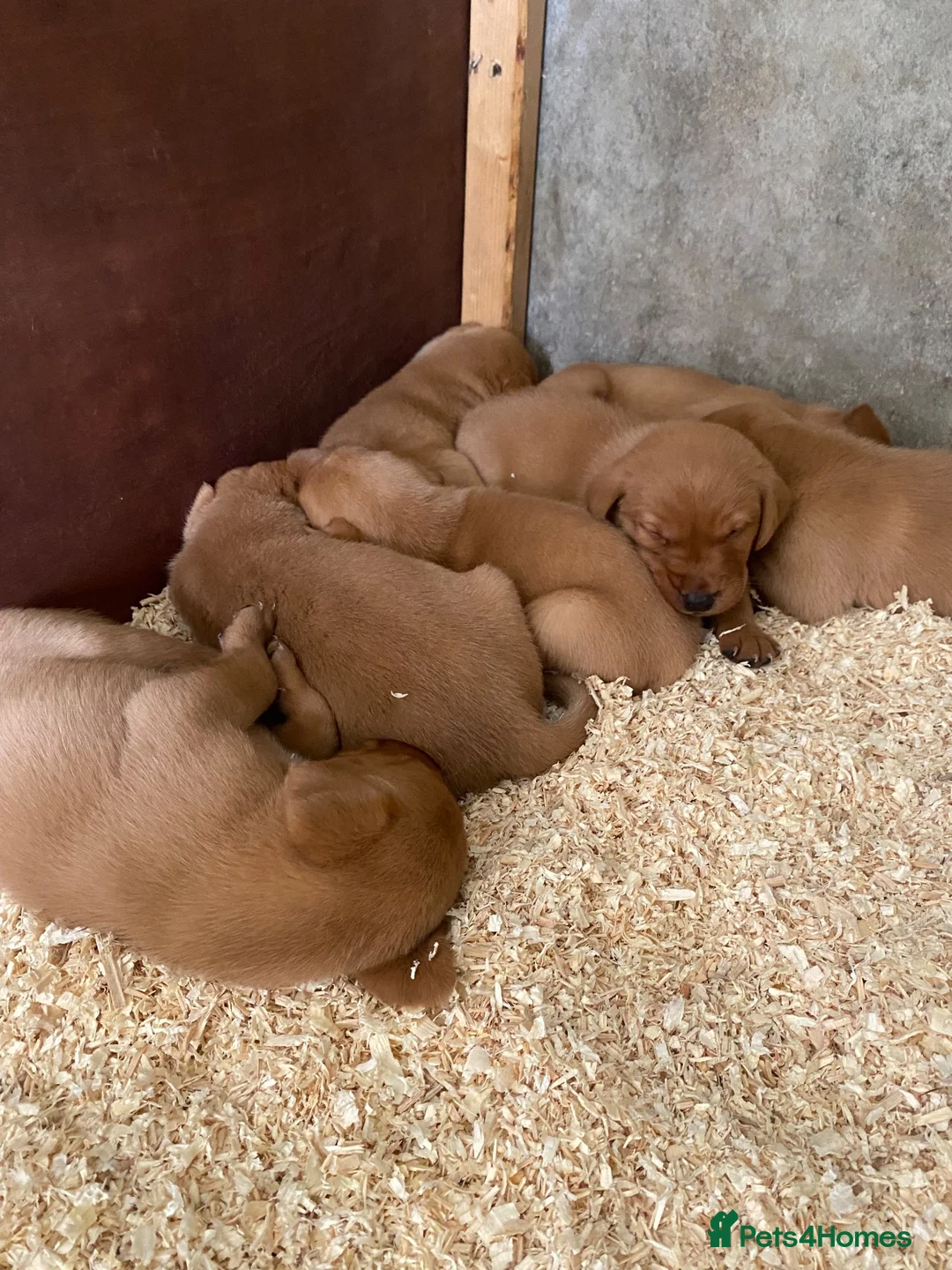 Labrador Retriever dogs for sale: Fox Red lab puppies  in Sheffield - Advert 6