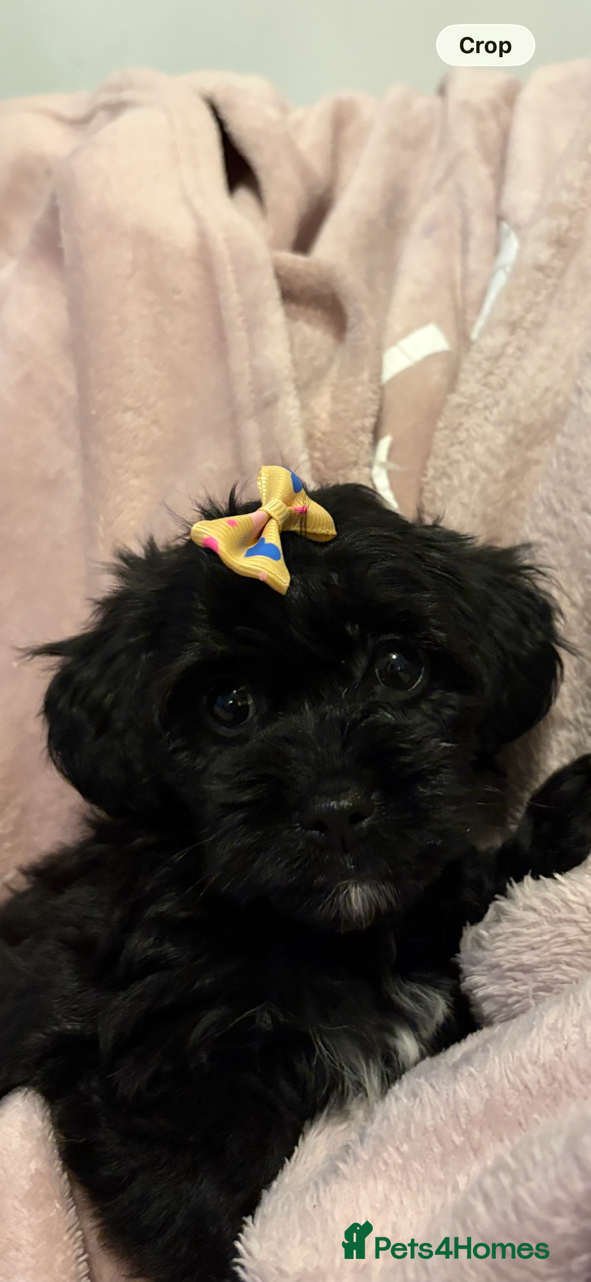 Chipoo dogs Beautifully brave tiny rare chipoos  - Advert 6