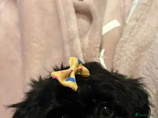 Chipoo dogs Beautifully brave tiny rare chipoos - Advert 6