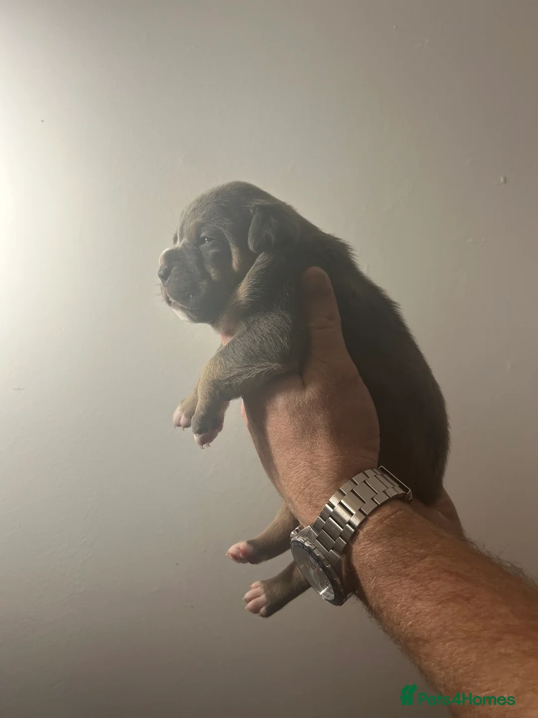 Olde English Bulldogge dogs for sale: 🔥Olde English bulldog puppies 🔥 - Advert 19