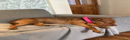 Mixed Breed dogs for sale: Staff x red lab 2 years 9 months old  - Advert 5