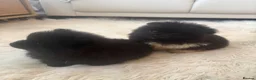 Pomeranian dogs for sale: Pomeranian  in Warrington - Advert 17