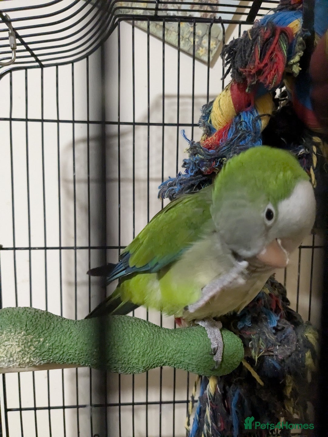 Parrots birds for sale: Pepsi - Quaker parrot - Image 2