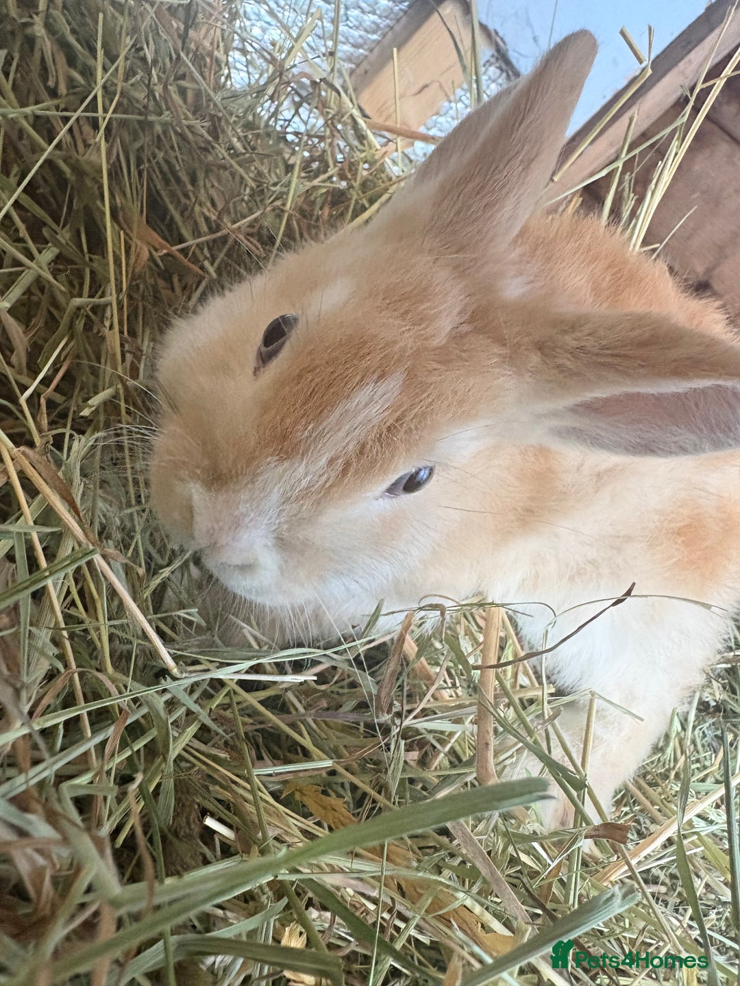 Mixed Breed rabbits for sale: Mixed breed rabbits ready now - Advert 3