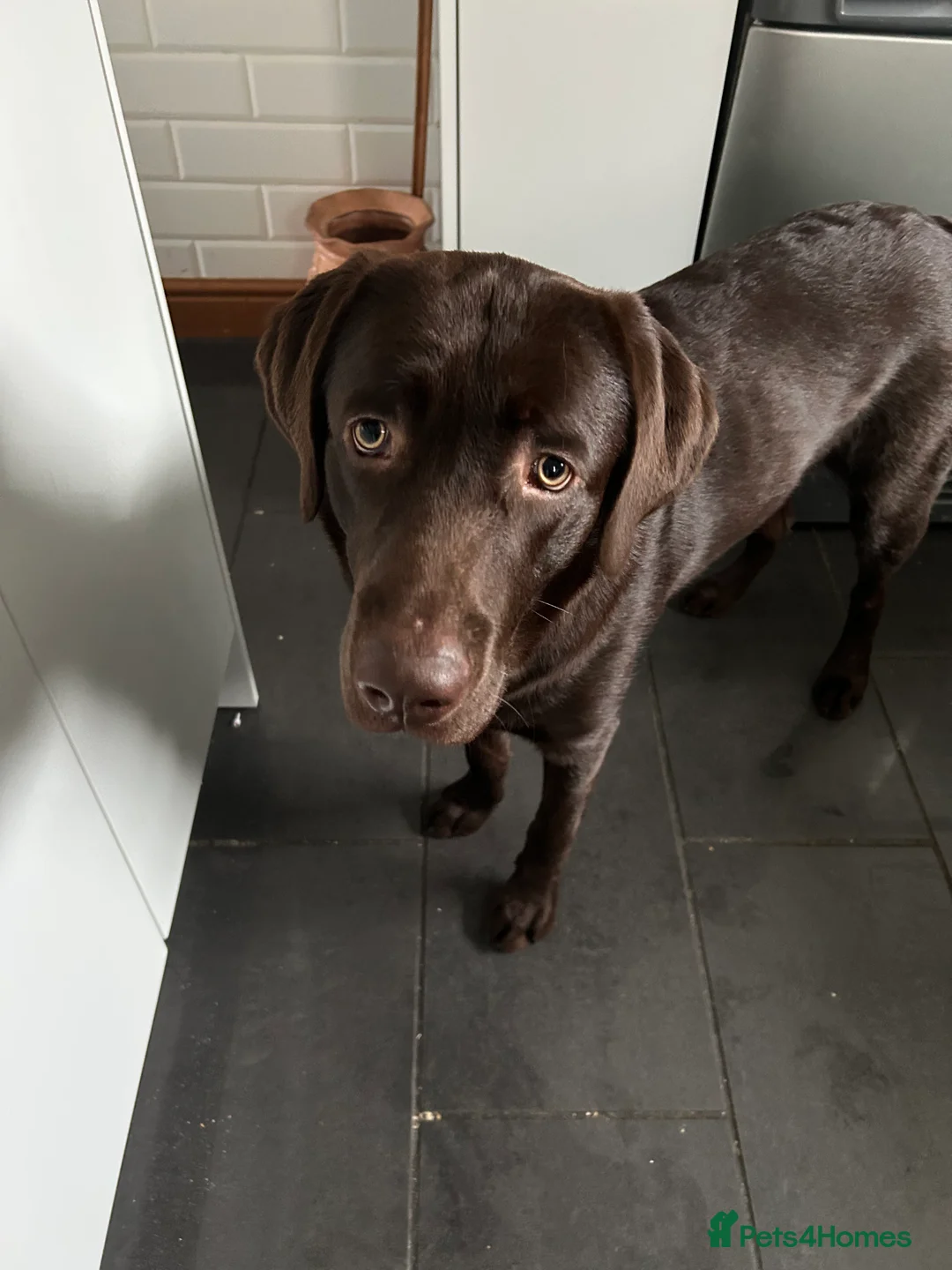 Labrador Retriever dogs for stud: Rolo  - Advert 3