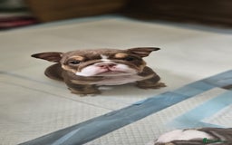 English Bulldog dogs for sale: English bull dogs  - Image 3