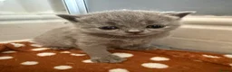 British Shorthair cats for sale: Stunning Litter of GCCF British Shorthairs - Advert 5