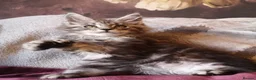 Maine Coon cats for sale: TICA/ POLY/ HEALTH CHECKED Maine Coons - Advert 4