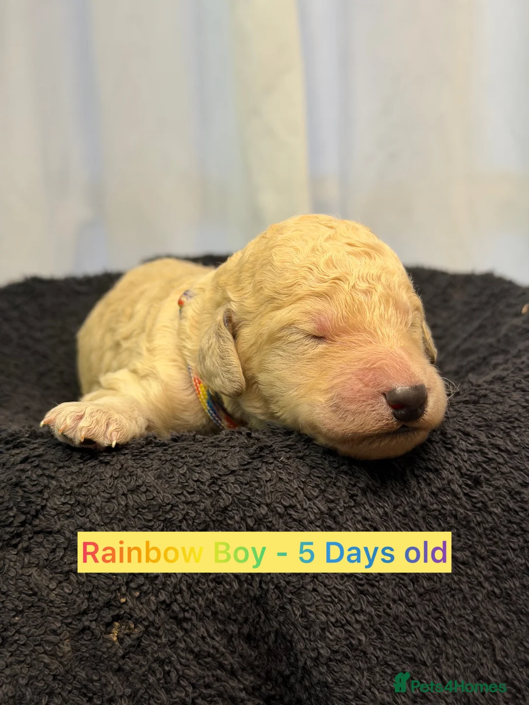 Standard Poodle dogs for sale: KC Reg, Fully Health Tested Standard Poodles  - Advert 8