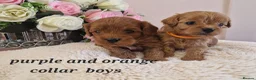 Cavapoochon dogs for sale: Beautiful cavapoochon puppies  - Advert 12