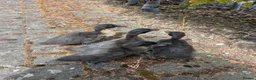 Ducks poultry for sale: Cayuga ducklings  in Cambridge - Advert 4