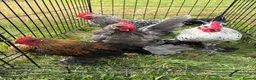 Chickens poultry for sale: Sablepoot/Booted Bantam Cockerels - Advert 2