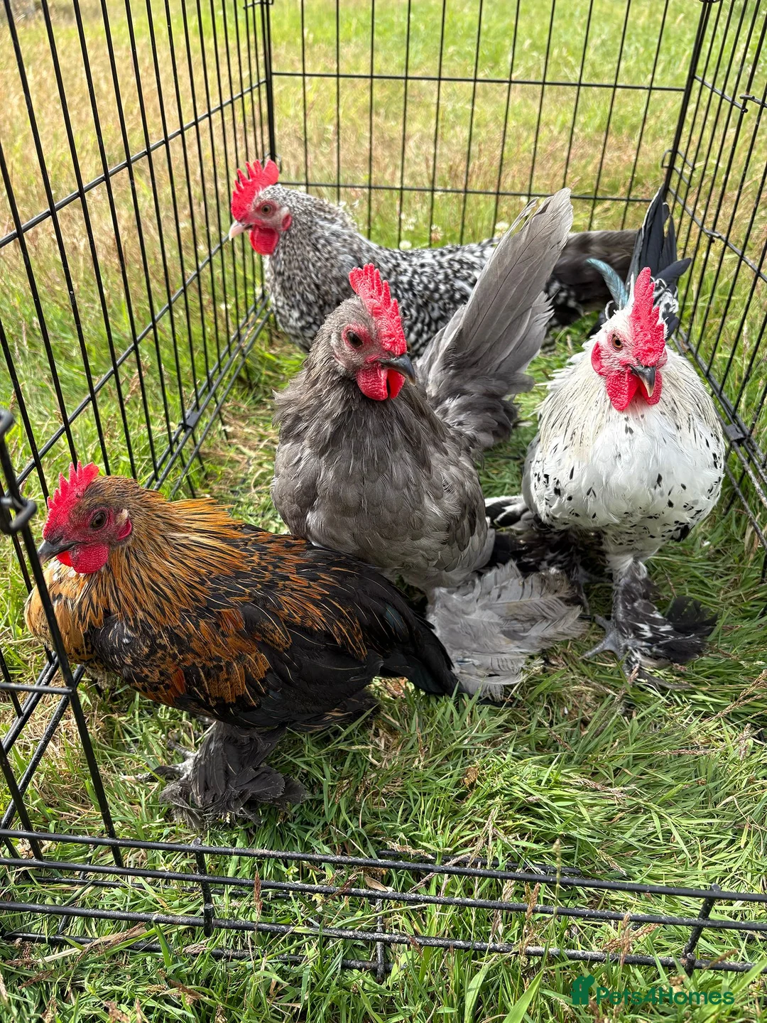 Chickens poultry for sale: Sablepoot/Booted Bantam Cockerels - Advert 2