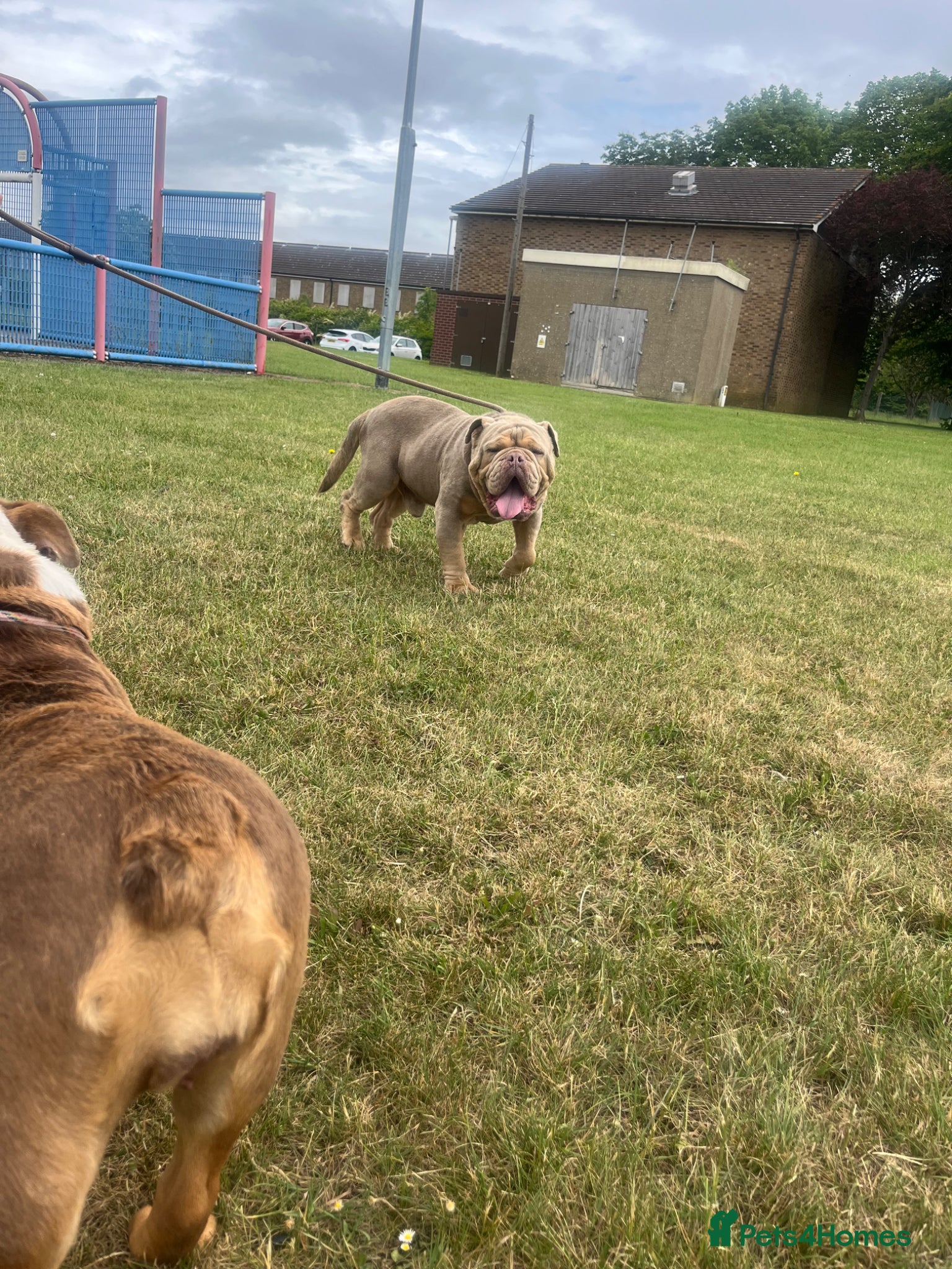 English Bulldog dogs for sale: Kruger the English bulldog - Advert 8