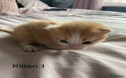 Ragdoll cats for sale: Ragdoll Kittens  - Image 2
