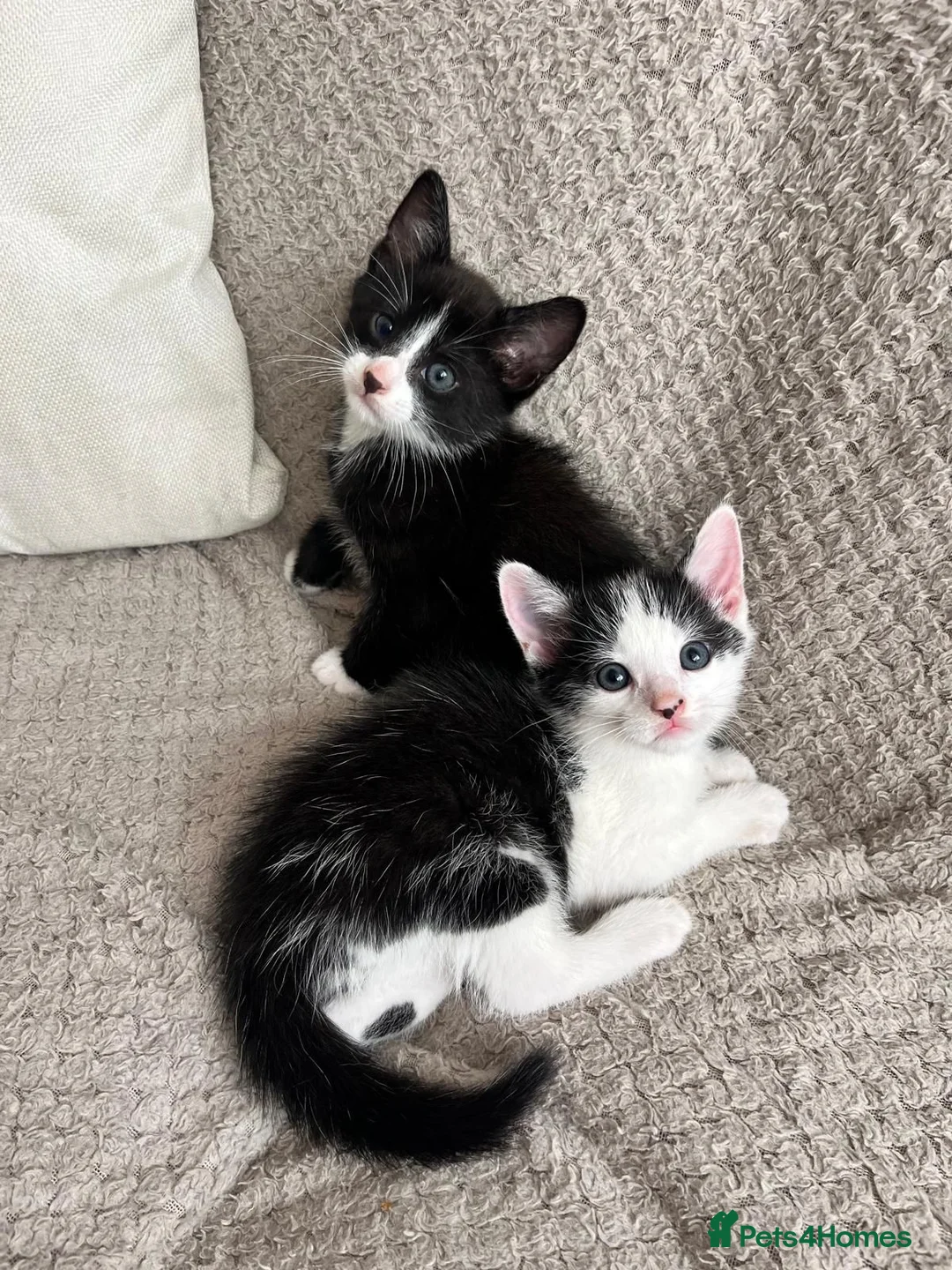 Mixed Breed cats for sale: Adorable kittens for sale - Advert 17