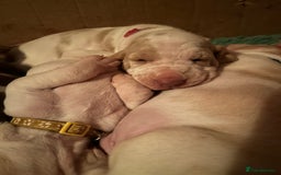 Bracco Italiano dogs for sale: Adorable Bracco Puppies Due 3rd October  - Image 12