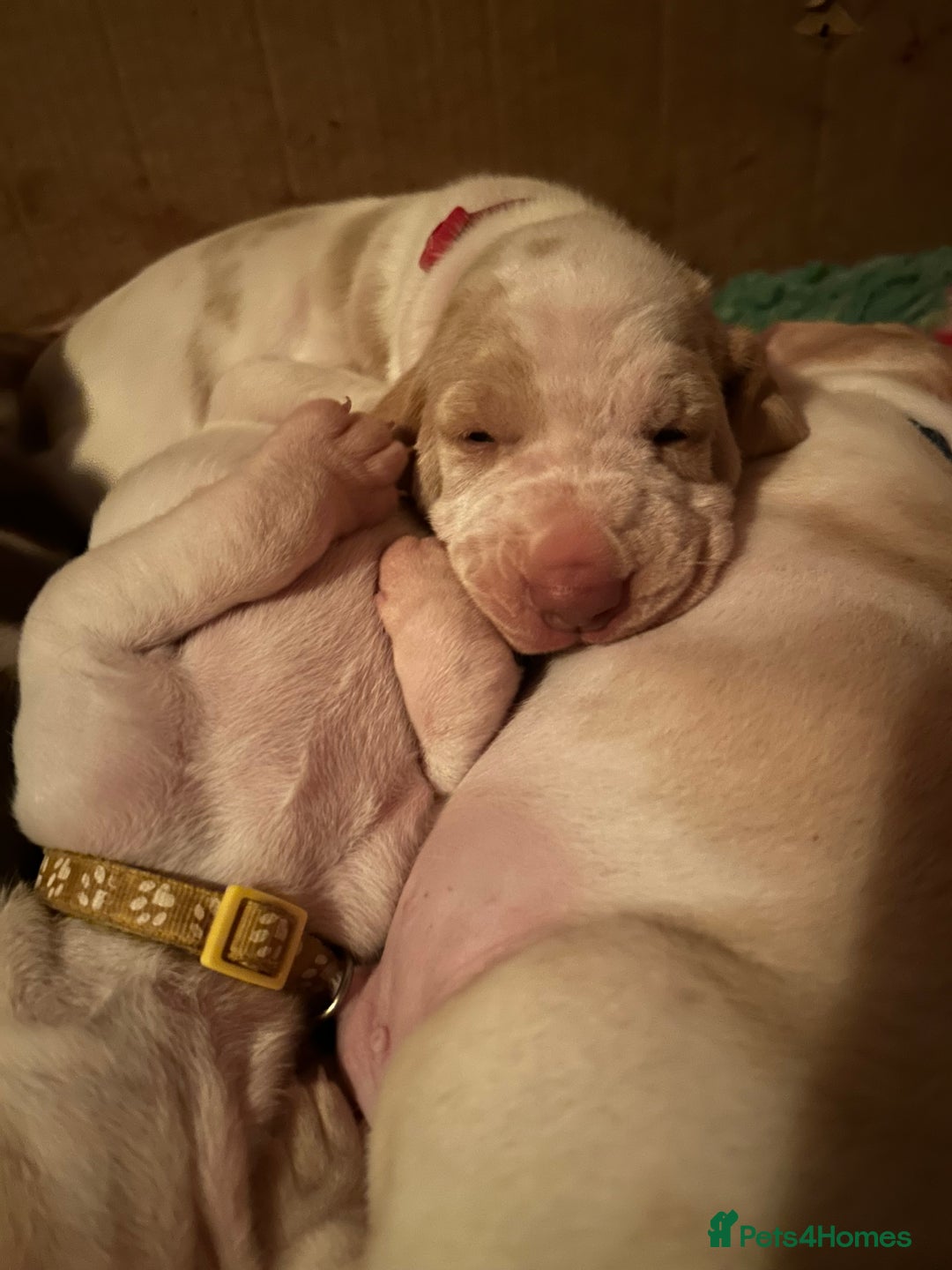 Bracco Italiano dogs for sale: Adorable Bracco Puppies Due 3rd October  - Image 12