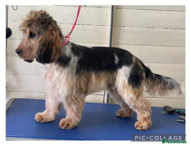 Cocker Spaniel dogs Stunning Show Cocker Spaniel - Advert 1