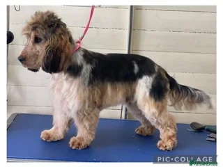 Cocker Spaniel dogs Stunning Show Cocker Spaniel - Advert 14