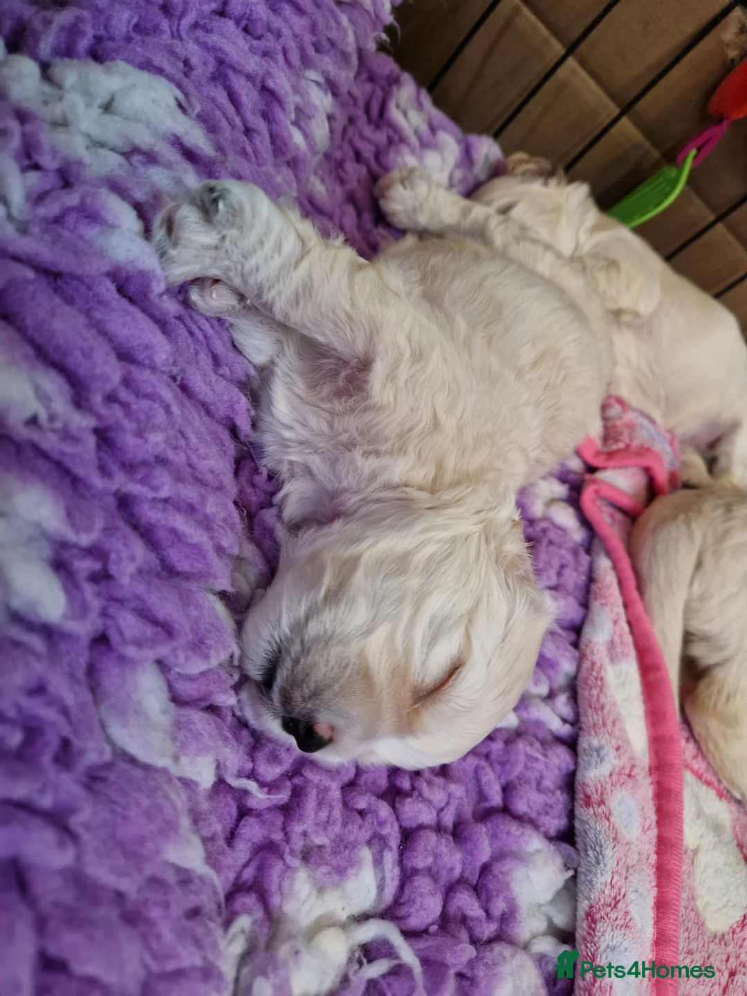 Mixed Breed dogs for sale: UNIQUE STUNNING HEALTH TESTED COCKACHON PUPPIES - Advert 12