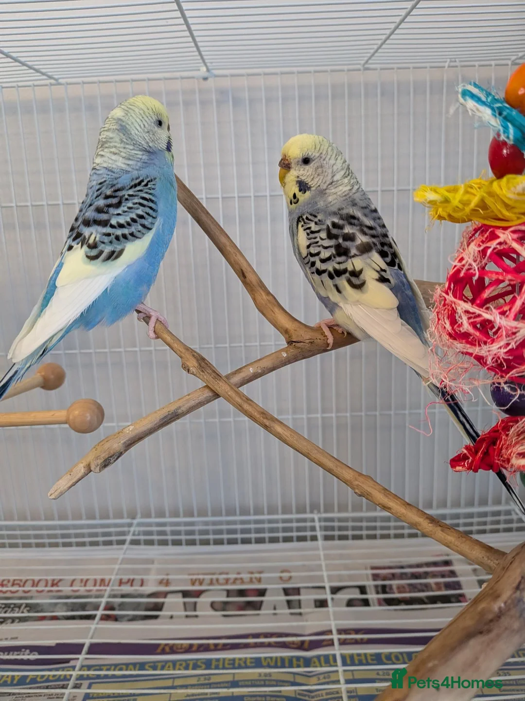 Budgerigars birds for sale: Beautiful budgies  - Advert 2