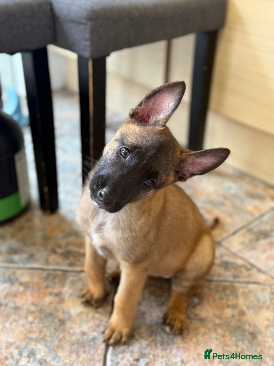 Belgian Shepherd Dog dogs for sale: Top working line puppies  - Image 37