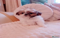 Shih Tzu dogs for sale: Shih Tzu puppies - Advert 5