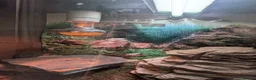 Leopard Gecko reptiles for sale: Leopard gecko with vivarium and extras in Burnley - Advert 3