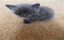 Mixed Breed cats for sale: Beautiful Kittens - Image 13