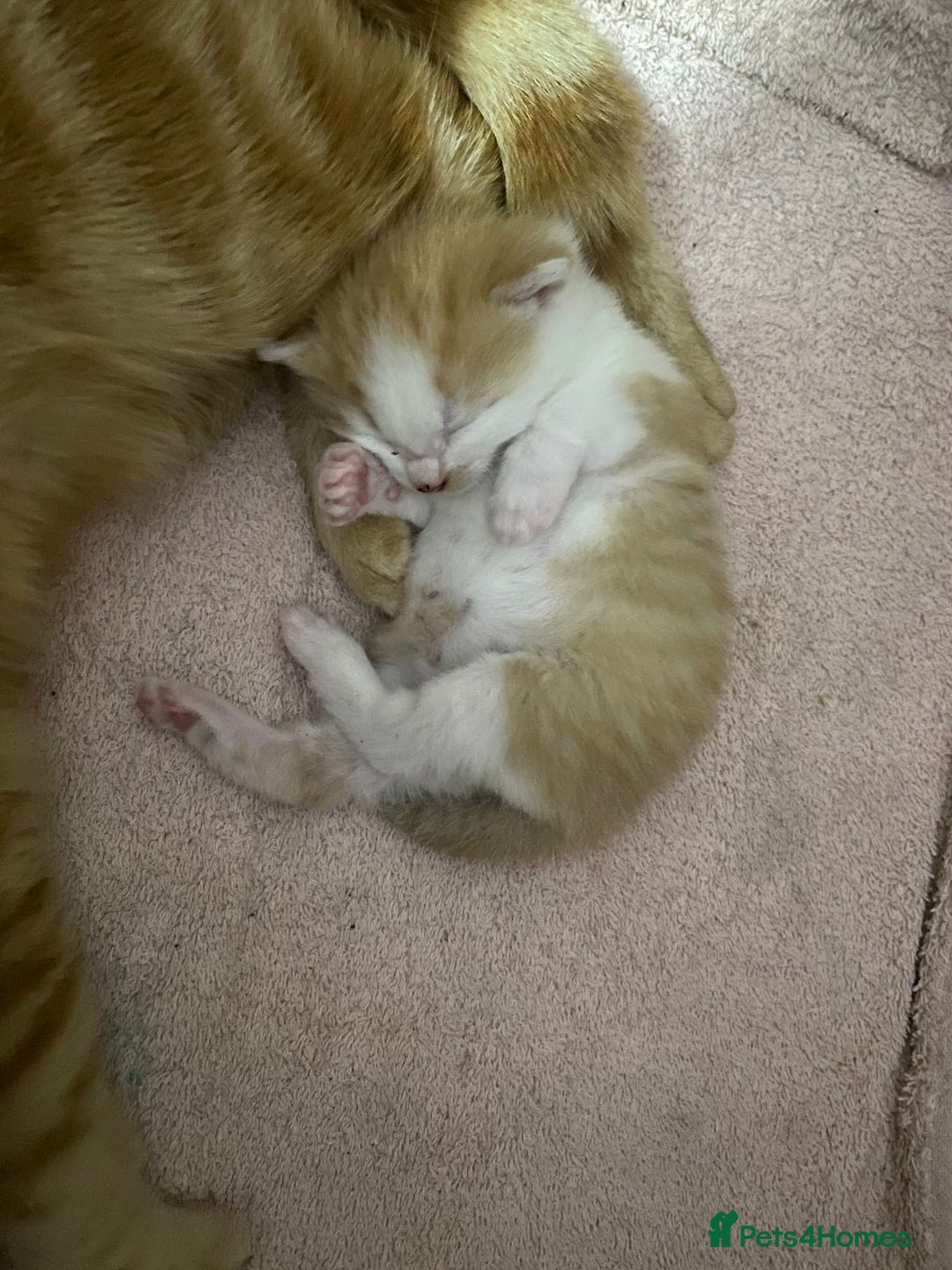 Mixed Breed cats for sale: Gorgeous ginger and white girl  - Advert 9