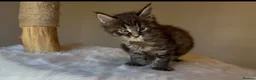 Maine Coon cats for sale: Now 2 TICA Registered Mainecoon kittens  - Advert 33