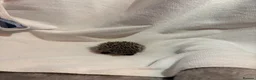 Pygmy Hedgehog rodents for sale: African Pygmy hedgehog babies for sale in Redruth - Advert 10