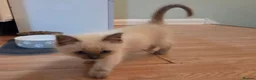 Ragdoll cats for sale: Purebred Ragdoll Kittens, Ready to Go - Advert 25