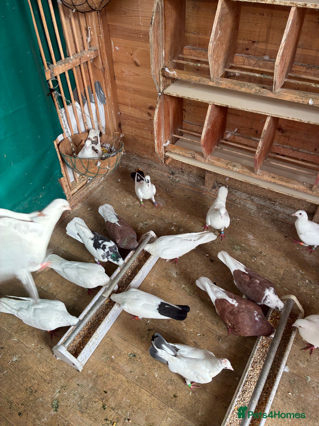 Doves birds for sale: Doves for re-homing - Image 4